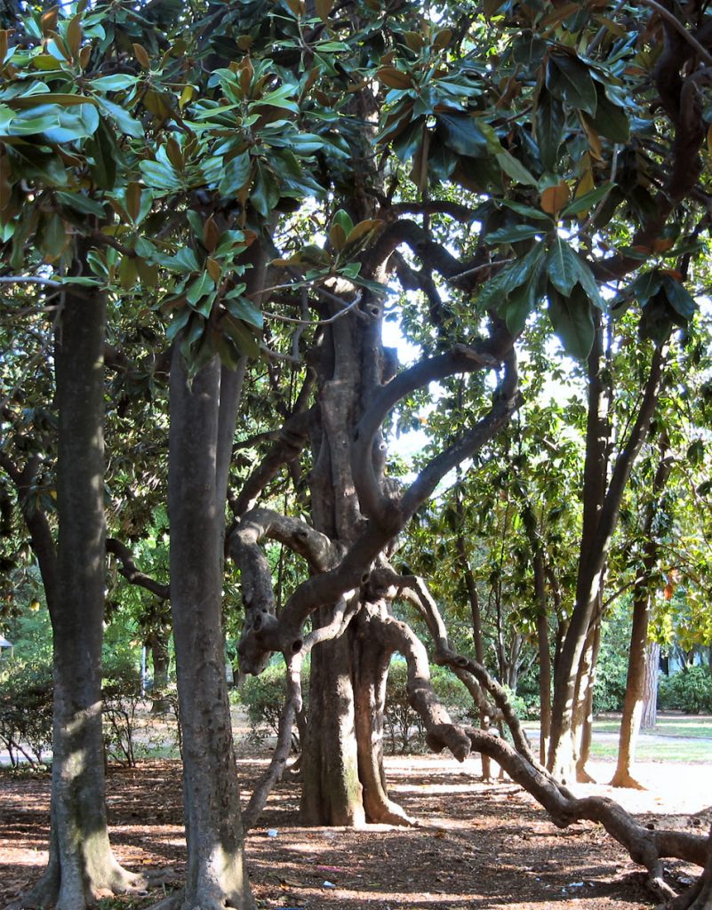 Giardini di Corso Verdi