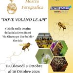 DOVE VOLANO LE API